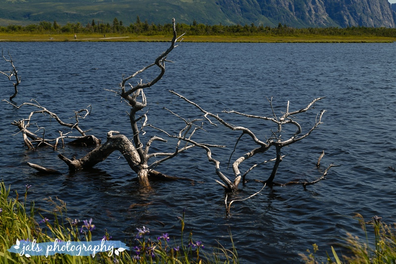 jals - gros morne elopement_0012.jpg