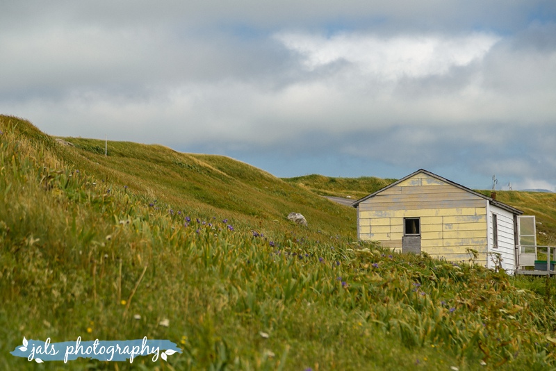 jals - gros morne elopement_0027.jpg