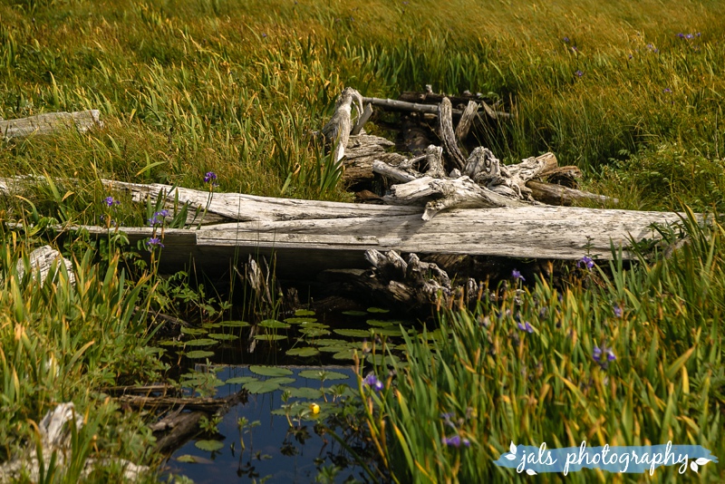 jals - gros morne elopement_0028.jpg