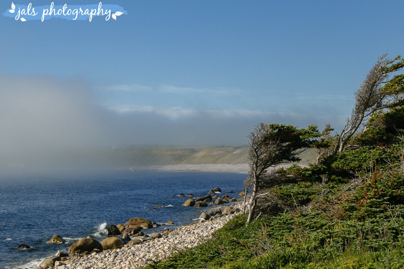 tuckamore on the coastal trail