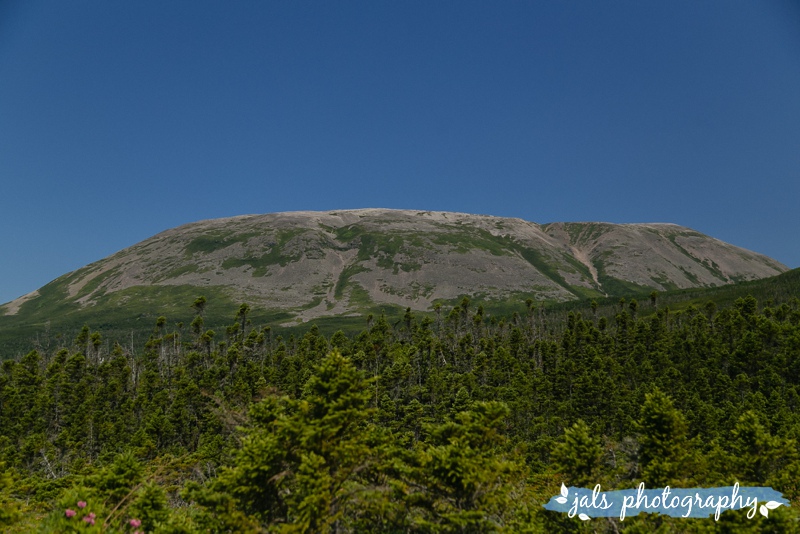 jals - gros morne elopement_0036.jpg